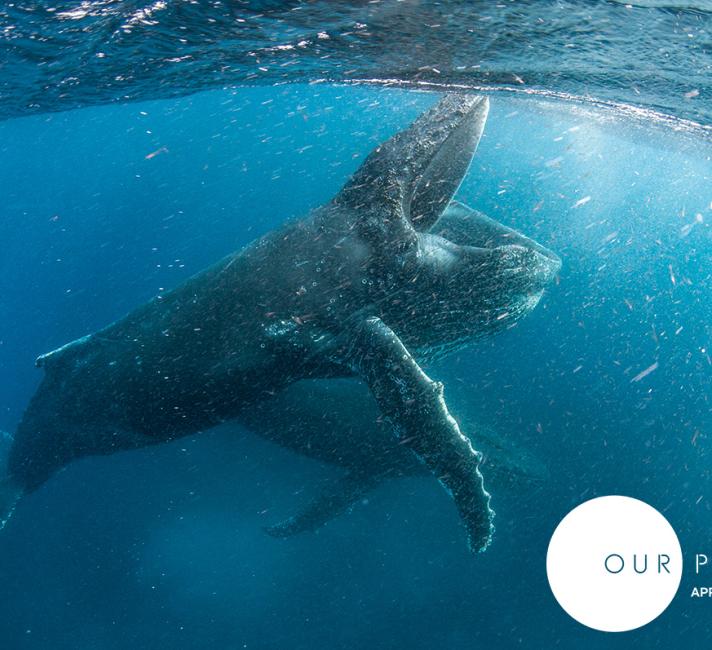 Five things you need to know about 'Our Planet' | WWF Five things you need to know about 'Our Planet' | WWF