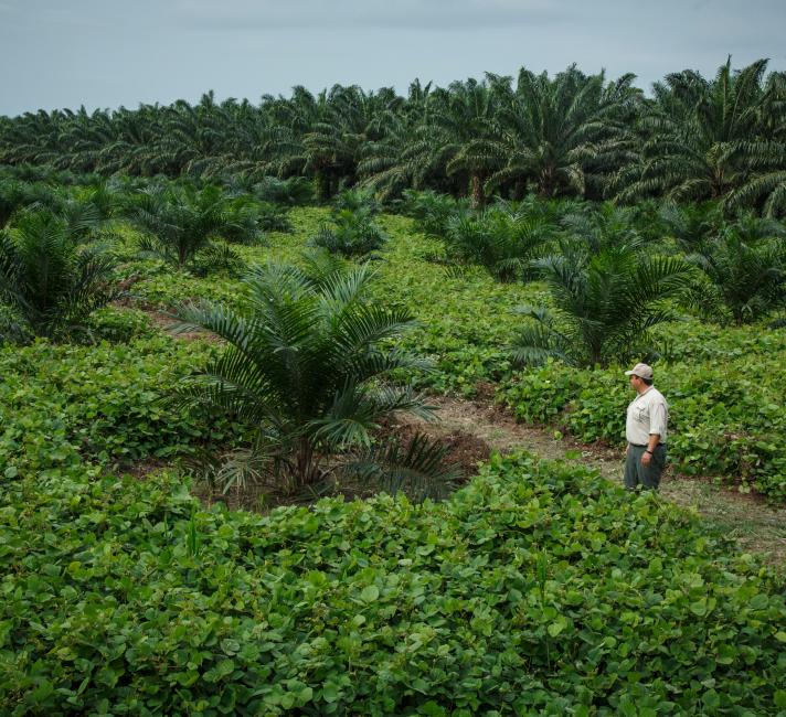 Cover crops reduce evaporation and improve soil. Agrocaribe, a Guatemalan company, was awarded the Roundtable on Sustainable Palm Oil (RSPO) certificate.
