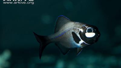 Bioluminescent fish 