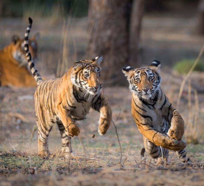 Top 10 facts about Tigers | WWF Top 10 facts about Tigers | WWF
