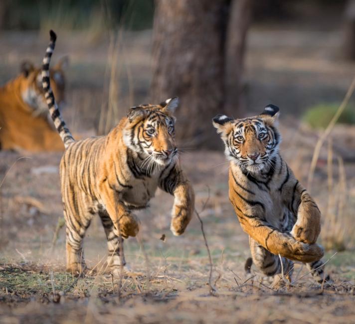 Top 10 Facts About Tigers Wwf
