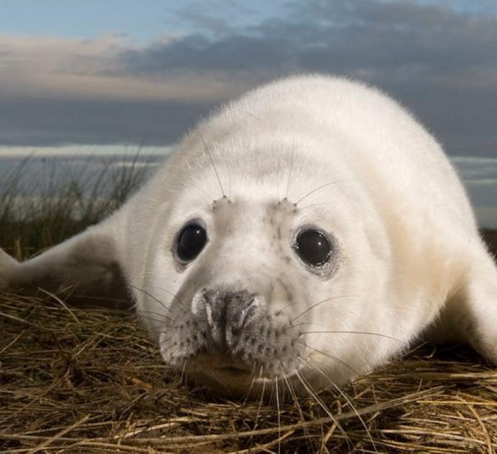 Grey seal pup on UK beach