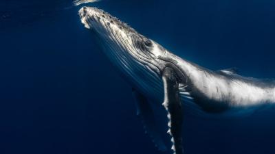 Humpback whalw