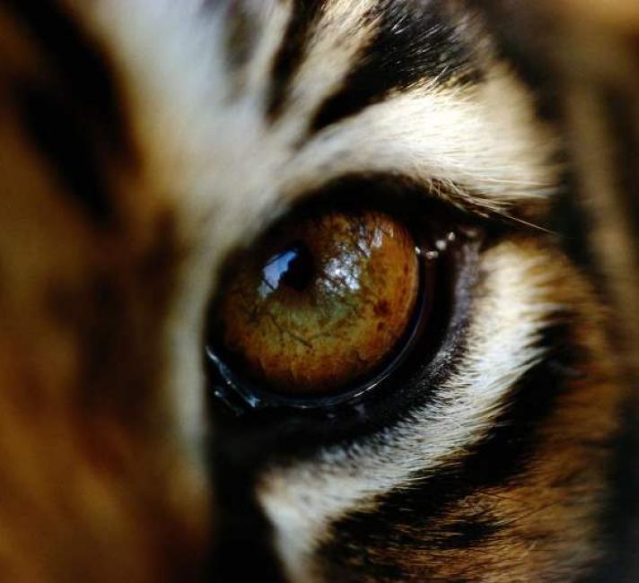 Tiger's eye close up