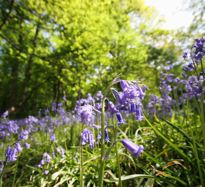 5 Tips On How To Transform Your Garden Into A Wildlife Haven Wwf