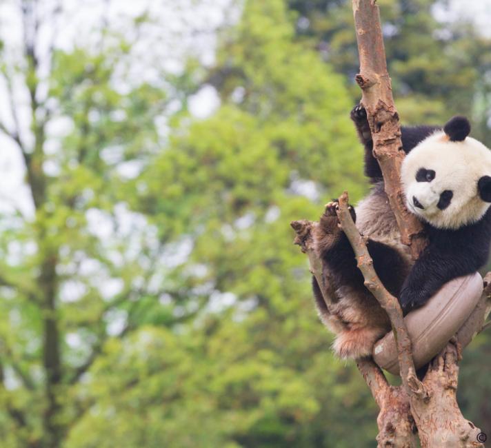 Young Panda in tree