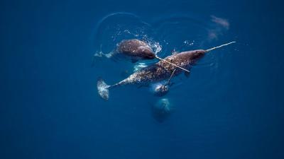 Narwhals swimming together