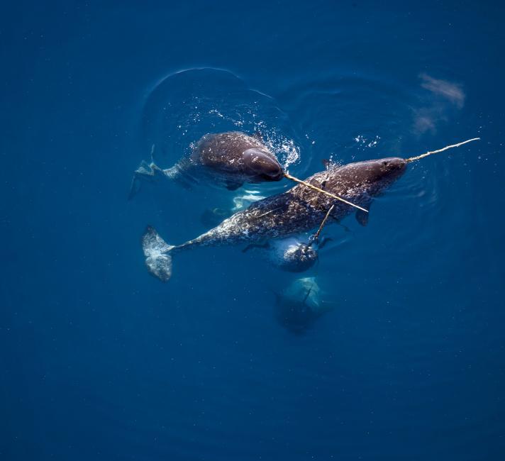 11 Arctic species affected by climate change | WWF 11 Arctic species affected by climate change | WWF