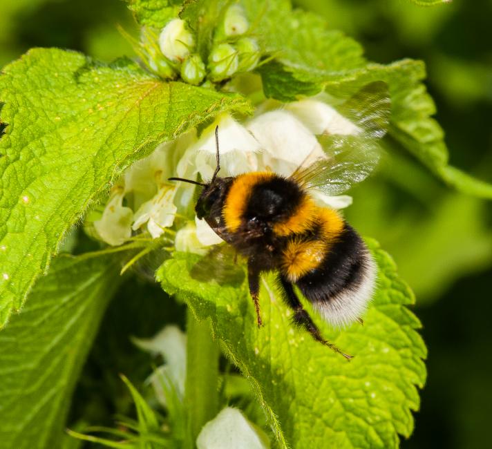 The seven bumblebees you'll see in Britain, and how to identify them -  Country Life