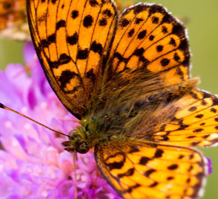 Welsh Government consultation response, WWF Cymru. Butterfly