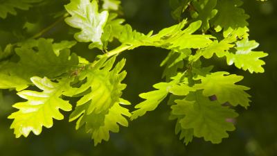 Oak leaf