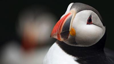 Close up of puffin