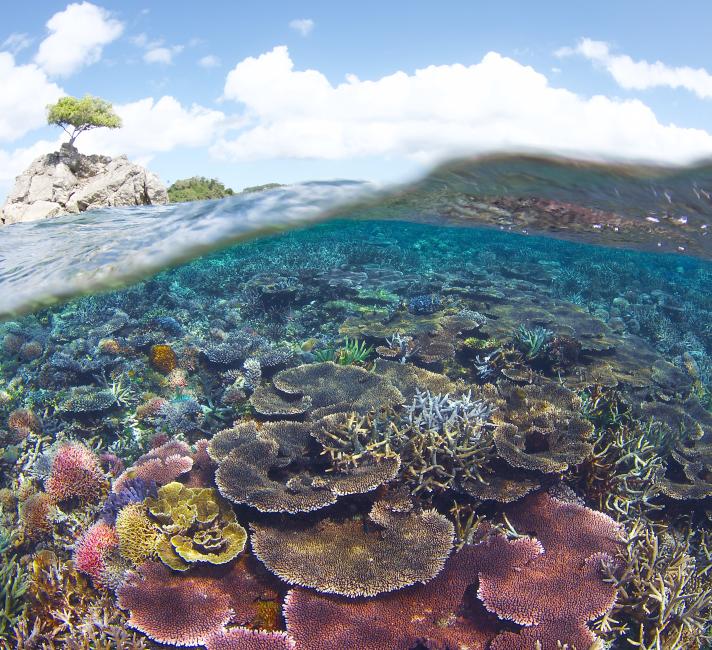 A vibrant, healthy coral reef