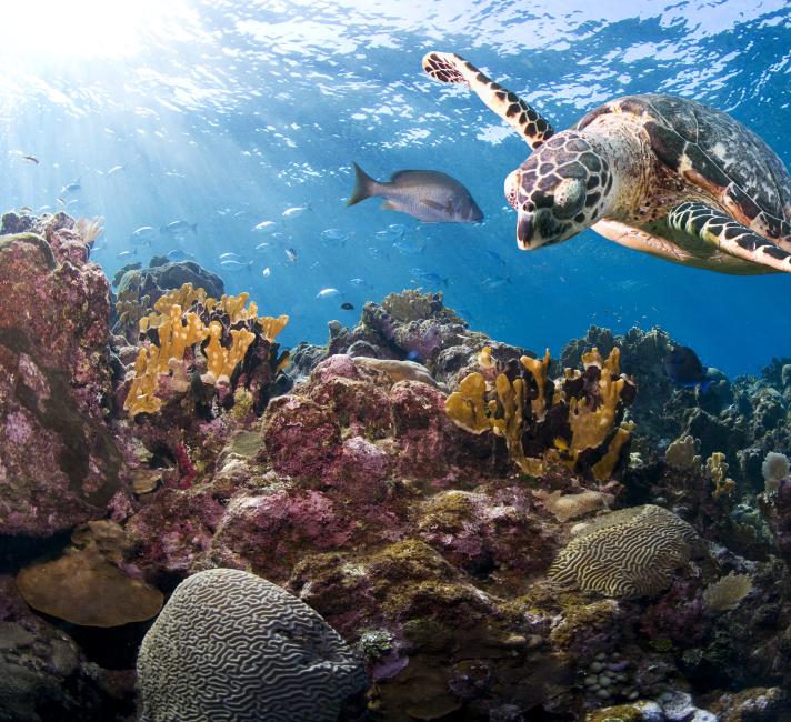 Hawksbill turtle