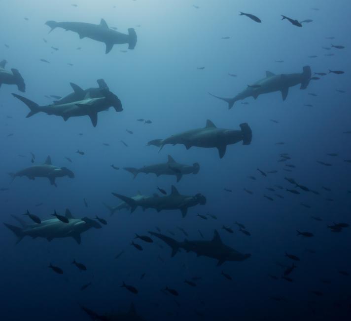 A group of scalloped hammerhead sharks