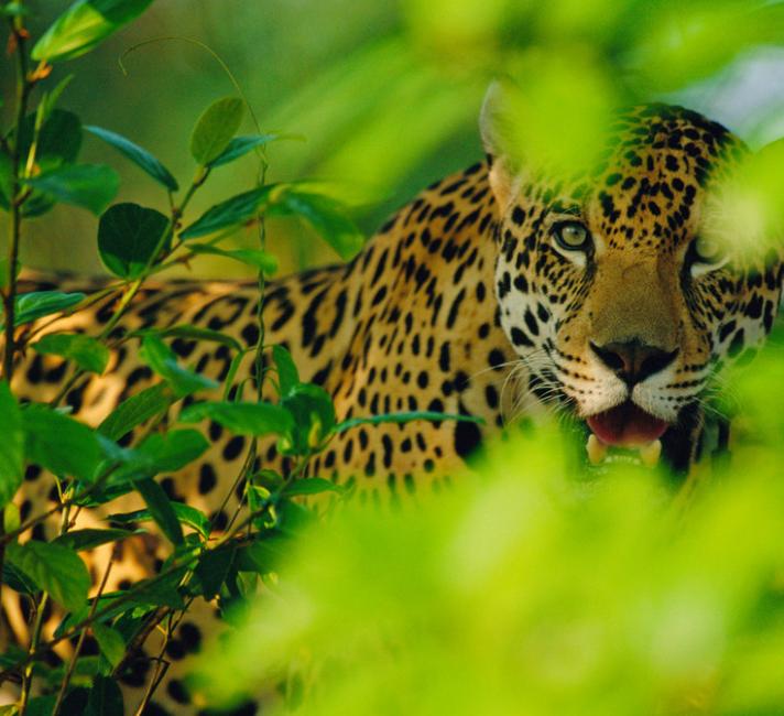 Male jaguar, Brazil