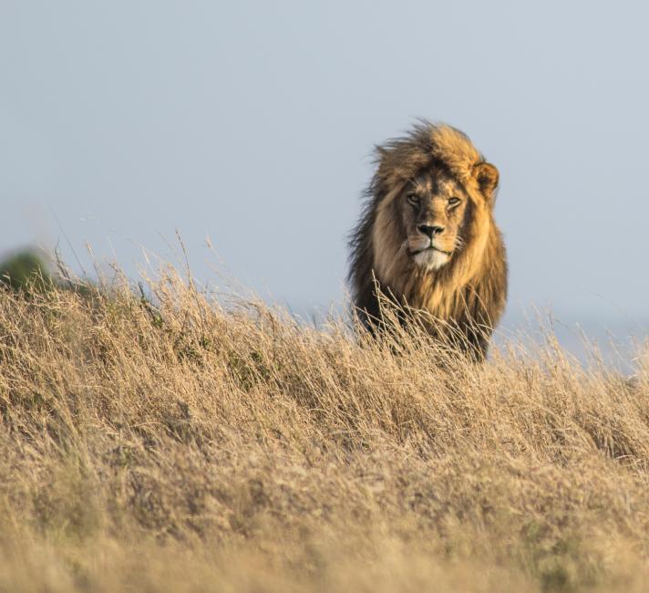 Lion (Panthera leo) on the Namiri Plains in the Serengeti, Tanzania