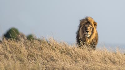 Lion (Panthera leo) on the Namiri Plains in the Serengeti, Tanzania