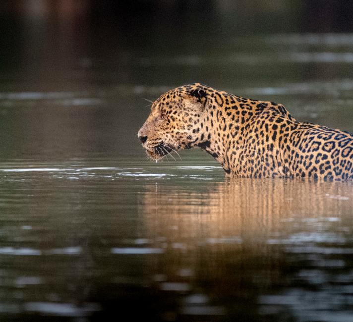 Close up of a jaguar swimming.