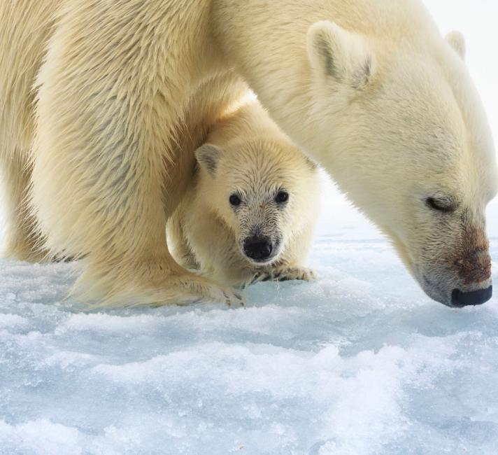 Polar Bears On Thin Ice Wwf