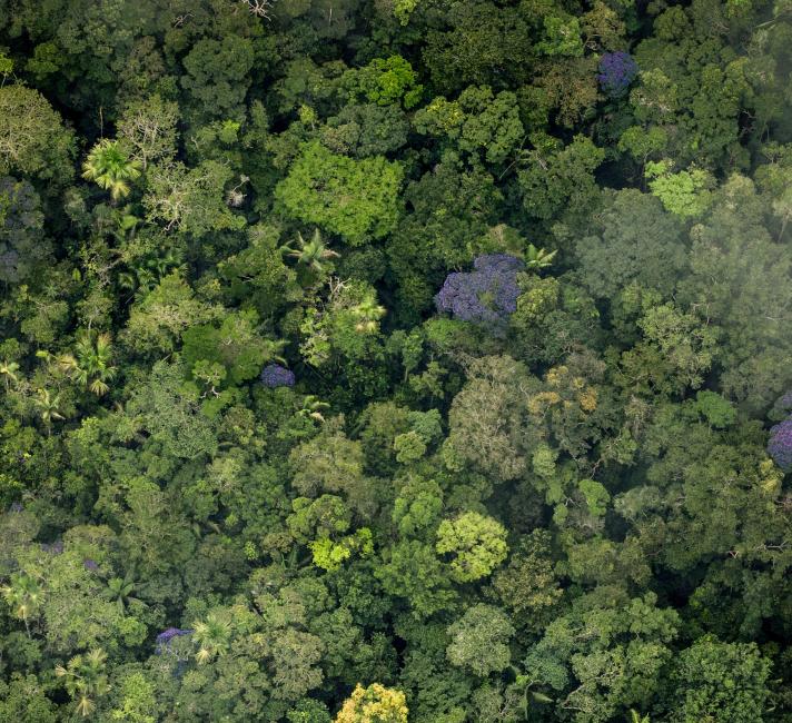 Pristine amazon forest