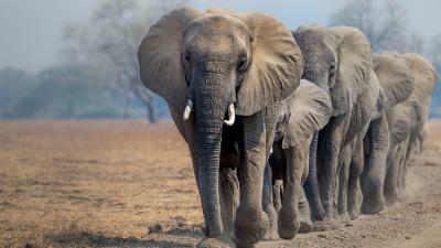 A herd of African elephants