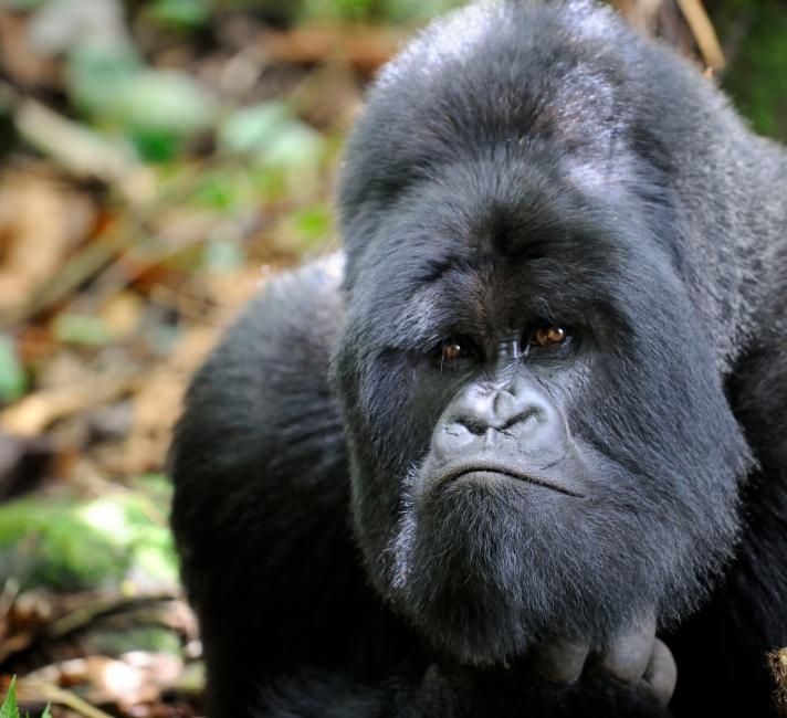 Top 10 Facts About Mountain Gorillas Wwf