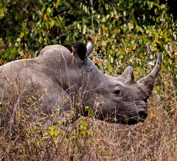 A white rhino in Nairobi National Park.