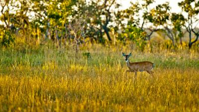 The Cerrado encompasses the area west of the Brazilian Highlands. It's one of the world's oldest and most biodiverse savannahs on the planet The Cerrado encompasses the area west of the Brazilian Highlands. It's one of the world's oldest and most biodiverse savannahs on the planet