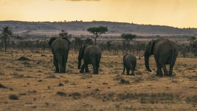 A herd of African elephants move under a moody sky in the Maasai Mara National Reserve.