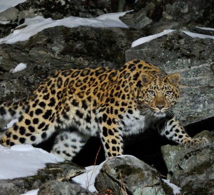 Wild female Amur leopard (Panthera pardus orientalis) on rocky hillside