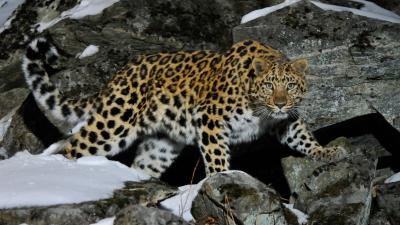 Wild female Amur leopard (Panthera pardus orientalis) on rocky hillside