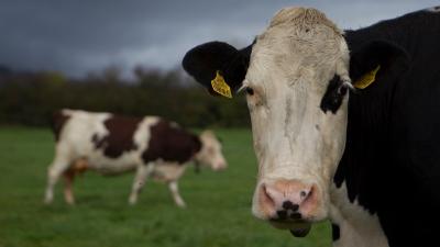 Dairy cows grazing a paddock on the orgainc dairy farm of Pat and Angela Mulrooney at Managanstown, Kilsheelan, Clonmel, Co.Tipperary.