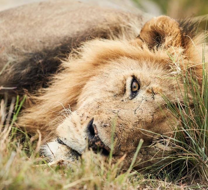 Lion at the Olare Orok Conservancy, near the Maasai Mara National Reserve, Kenya.