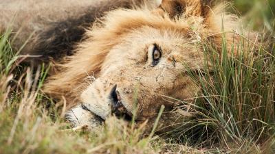 Lion at the Olare Orok Conservancy, near the Maasai Mara National Reserve, Kenya.