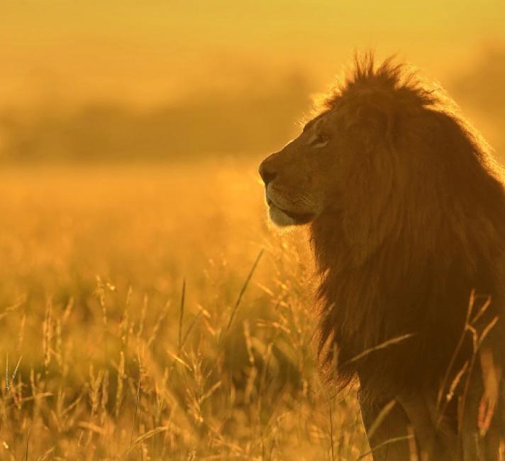 10 cool lion facts: fun info about the kings of the jungle