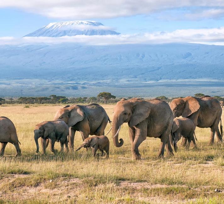Herd of African bush elephants
