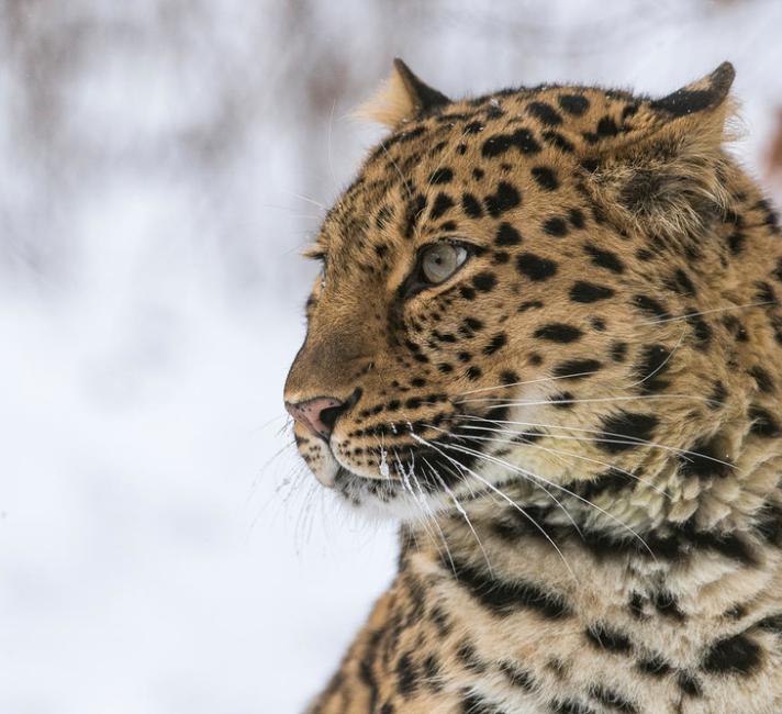 Amur leopard Nordens Ark