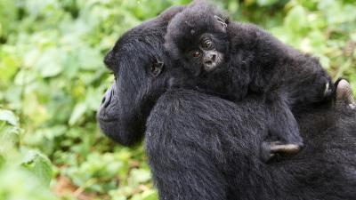 Mountain gorilla carrying her baby, Virunga National Park, Democratic Republic of Congo