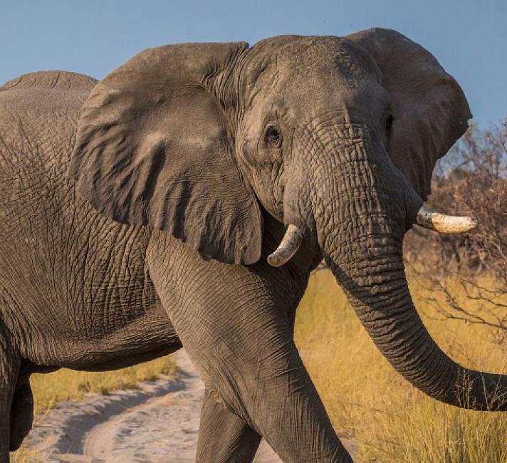 African elephant in the Mashatu Game Reserve in Botswana, Africa