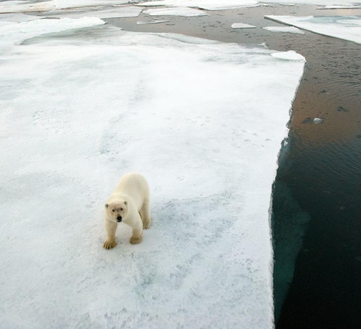 Aerial view of Polar bear (Ursus maritimus) walking on an ice floe