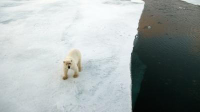 Aerial view of Polar bear (Ursus maritimus) walking on an ice floe