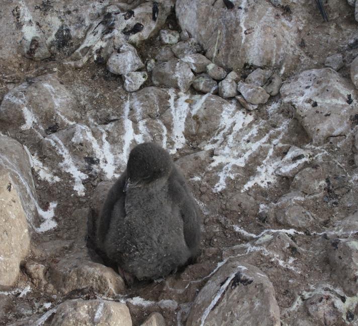 Adelie penguin chick Adelie penguin chick