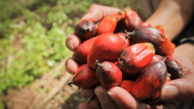 Mature palm fruit