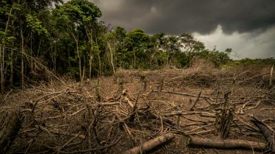 Amazon deforestation, Colombia