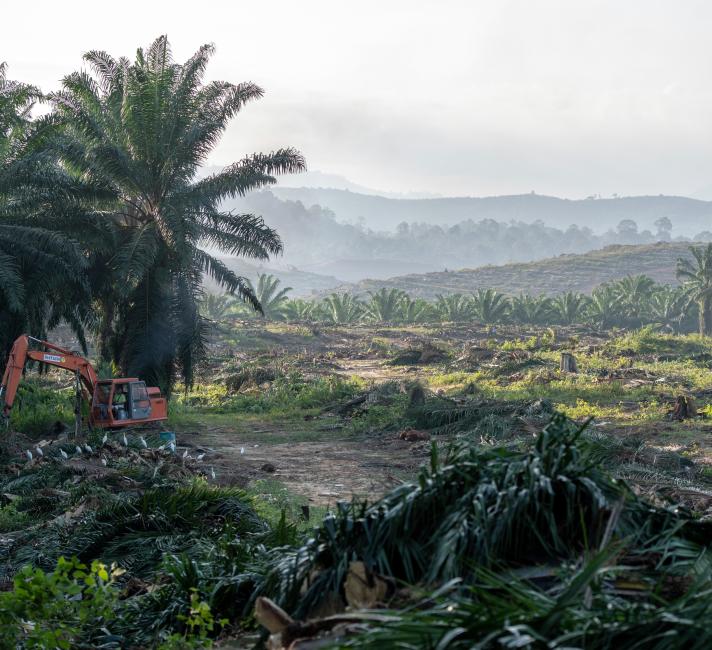 Egrets surround a digger working on an oil palm plantation Egrets surround a digger working on an oil palm plantation at Sabah Softwoods in the state of Sabah, Borneo