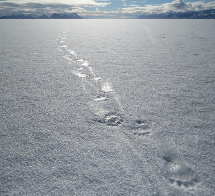 Polar bear footprints. Last Ice Area, Pond Inlet, Nunavut, Canada.