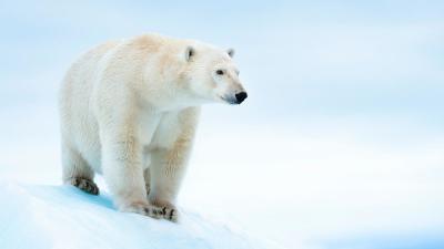 Polar bear (Ursus maritimus) on ice floe. Svalbard, Norway.