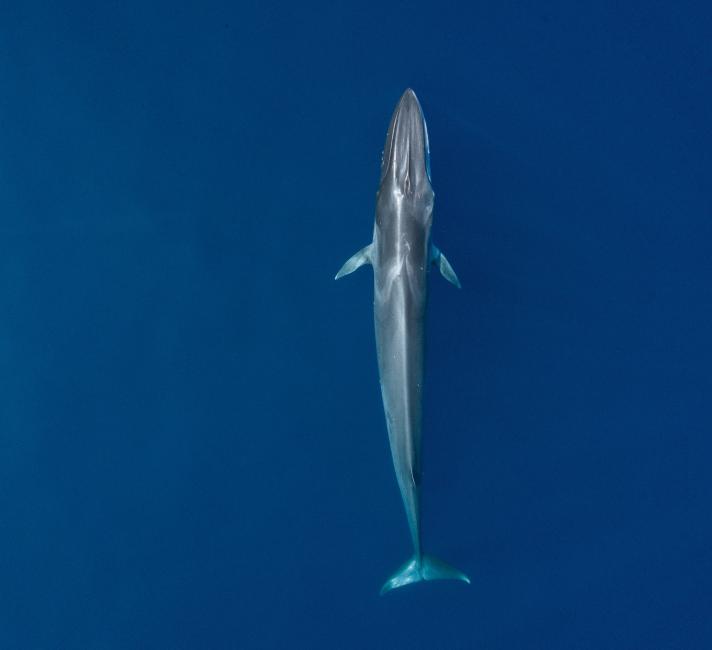 Fin whale (Balaenoptera physalus)
