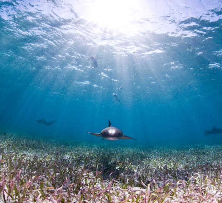 Nurse shark seen while scuba diving at Shark and Ray